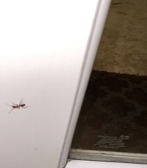 Camponotus inaequalis