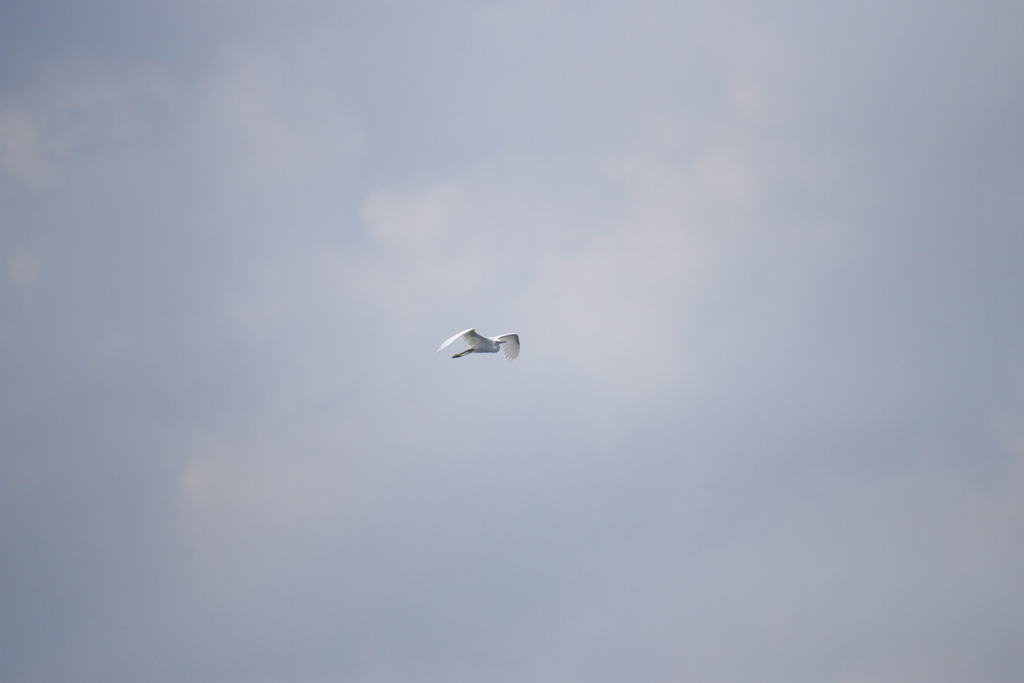 Little Egret from Barangay 76, Pasay, Metro Manila, Philippines on ...