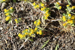 Eriophyllum multicaule