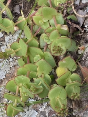 Crassula pellucida marginalis