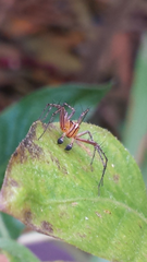 Oxyopes elegans