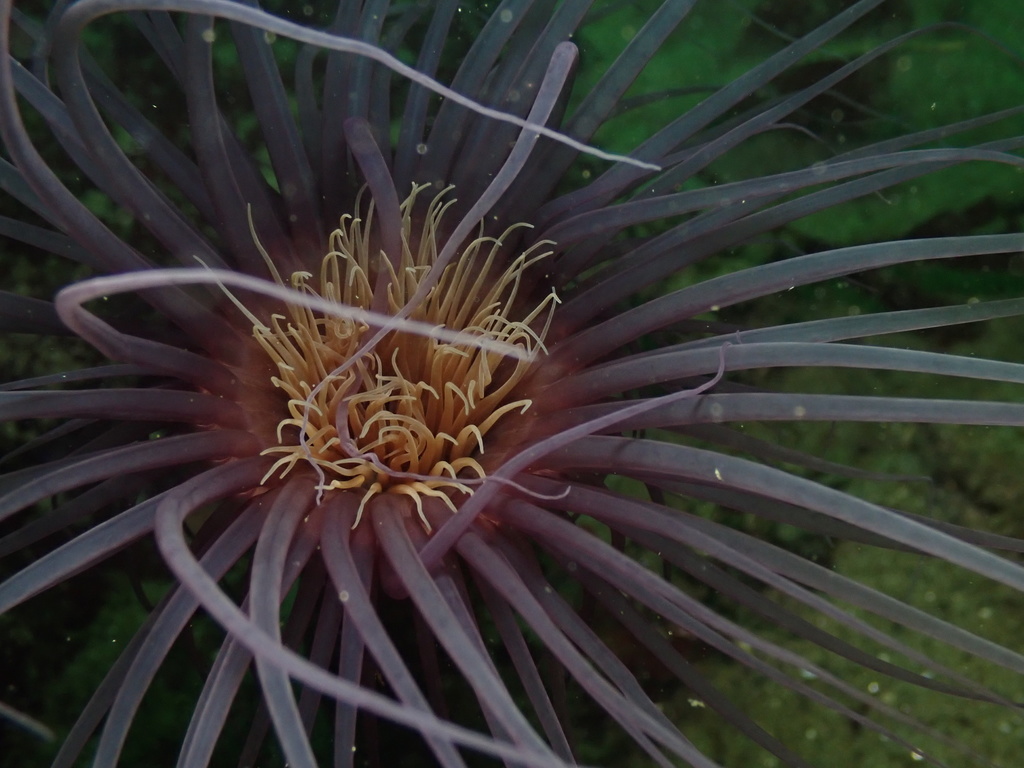 Photo of Tube-dwelling anemone (Pachycerianthus fimbriatus)