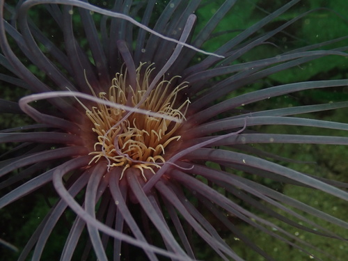 Photo of Tube-dwelling anemone (Pachycerianthus fimbriatus)