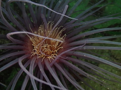 Pachycerianthus fimbriatus image