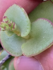 Crassula pellucida marginalis
