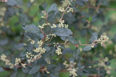 Pomaderris racemosa