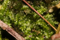 Leucomium strumosum
