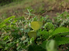 Eurema brigitta rubella
