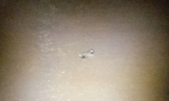 Phalaenoptilus nuttallii