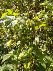 Humulus lupulus