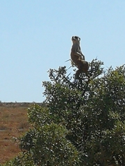 Suricata suricatta
