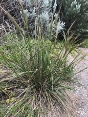 Austrostipa flavescens
