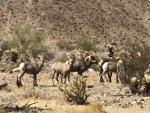iNaturalist observation photo of Desert Bighorn Sheep