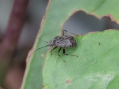 Proboscidocoris malayus