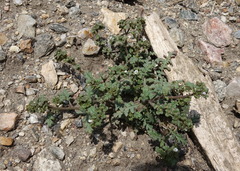 Phacelia affinis