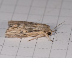 Spodoptera albula
