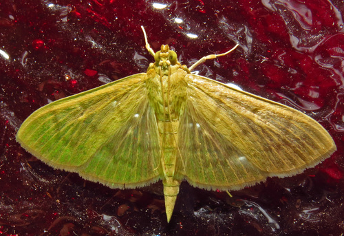 Herbivorous Patania Moth photo 2