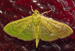 Patania silicalis