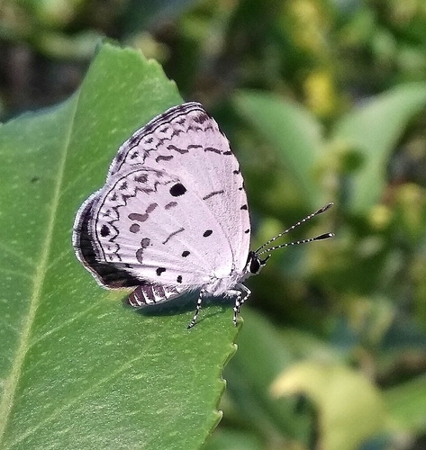 Megisba malaya (Horsfield, 1828)