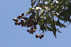 Corymbia gummifera