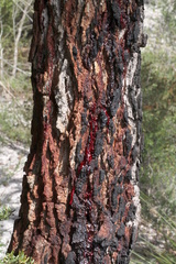 Corymbia gummifera