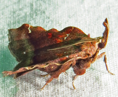 Clydonopteron sacculana