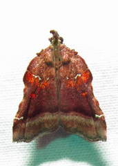 Clydonopteron sacculana
