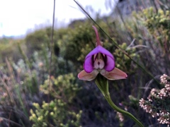 Disperis capensis