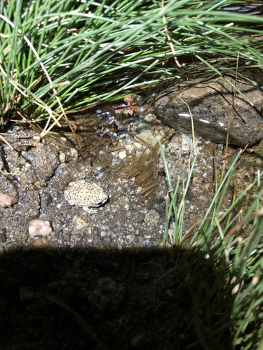 iNaturalist observation photo of Red-spotted Toad