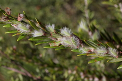Aotus lanigera