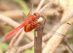 Dythemis maya