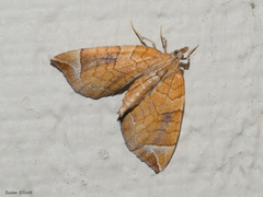 Eulithis testata