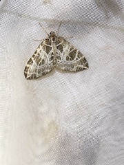Eustroma reticulata