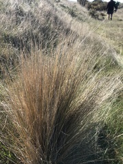 Festuca novae-zelandiae