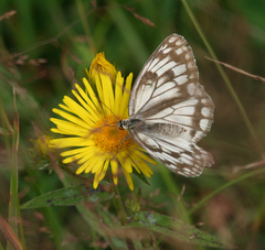 Melanargia halimede