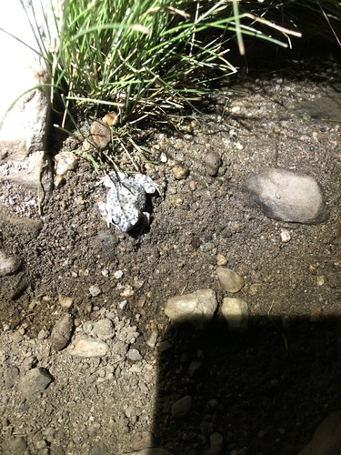 iNaturalist observation photo of Red-spotted Toad