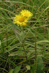 Inula japonica