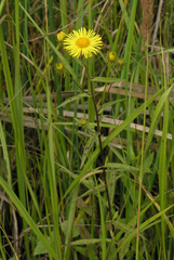Inula japonica
