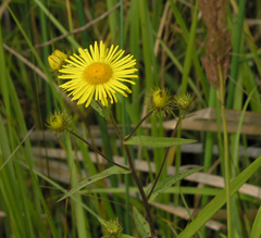 Inula japonica