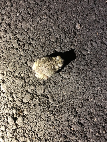 iNaturalist observation photo of Red-spotted Toad