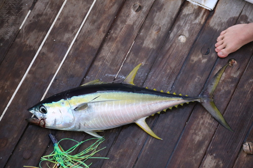 photo of Yellowfin Tuna (Thunnus albacares)