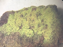 Chrysothrix chamaecyparicola