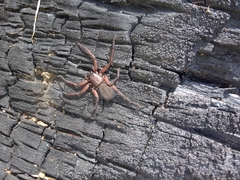Morebilus