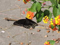 Papilio menatius victorinus