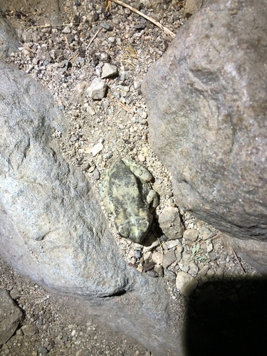iNaturalist observation photo of Red-spotted Toad