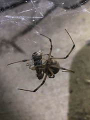 Latrodectus geometricus