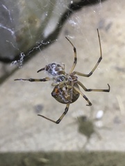 Latrodectus geometricus