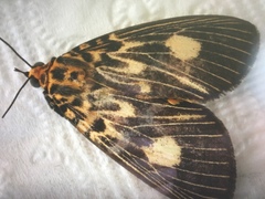 Asota plagiata