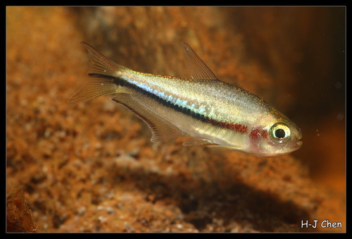 Nematobrycon lacortei