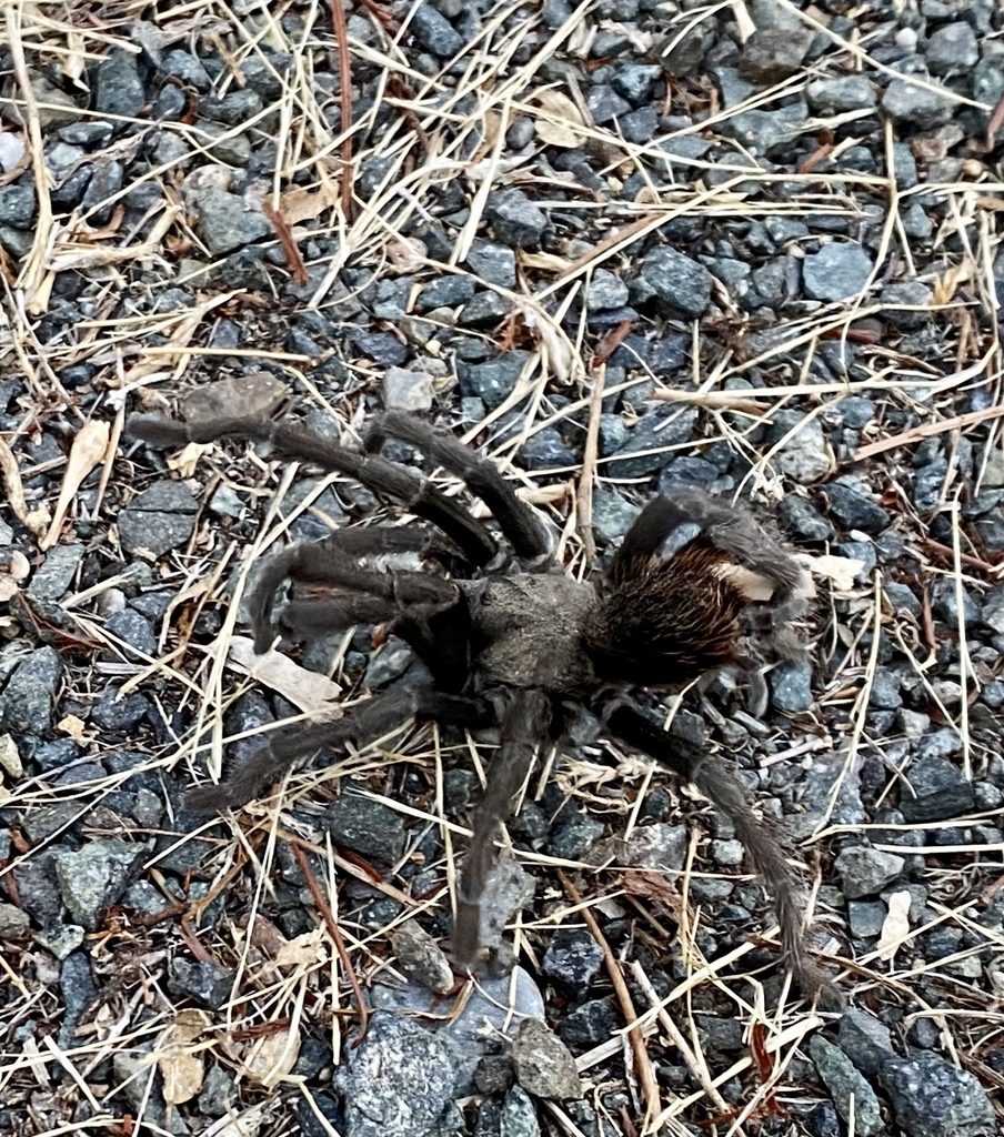 Johnny Cash Tarantula from Auburn, CA, US on September 25, 2020 at 06